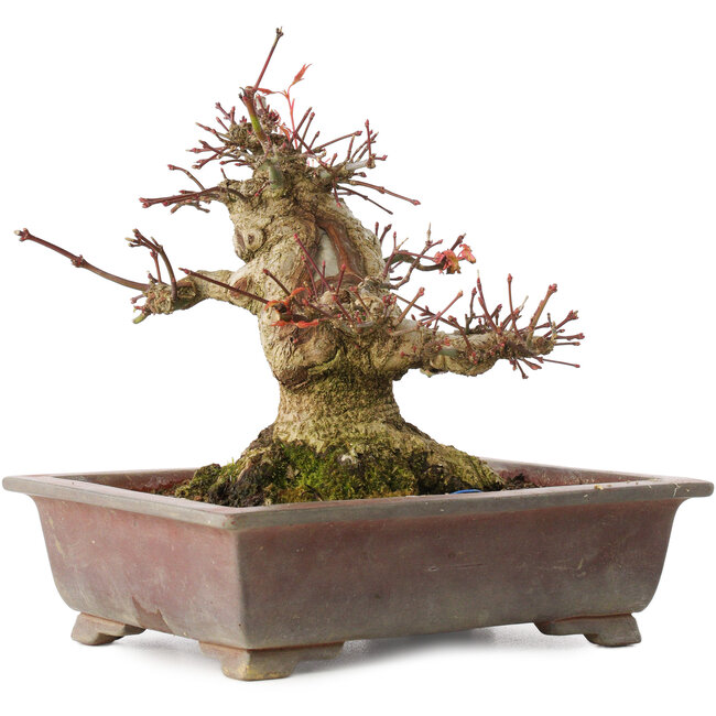 Acer palmatum, 15,5 cm, ± 20 Jahre alt