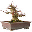 Acer palmatum, 15,5 cm, ± 20 years old