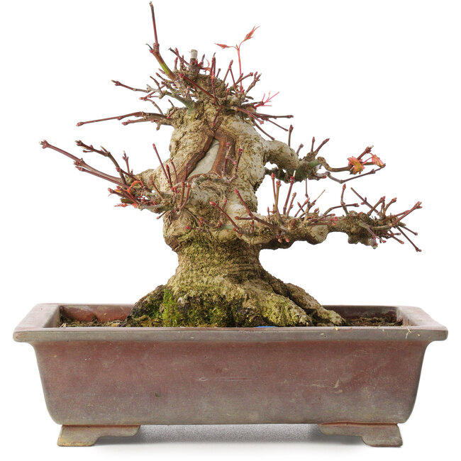 Acer palmatum, 15,5 cm, ± 20 Jahre alt
