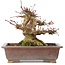 Acer palmatum, 15,5 cm, ± 20 years old
