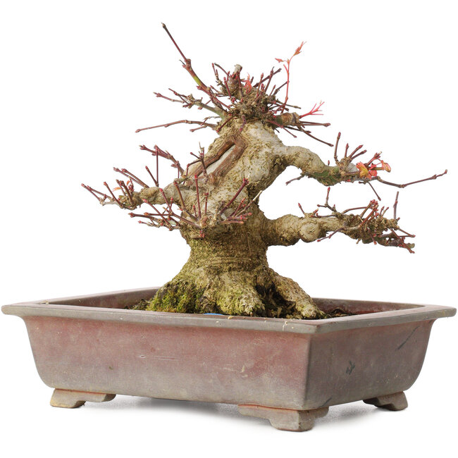Acer palmatum, 15,5 cm, ± 20 anni