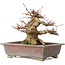 Acer palmatum, 15,5 cm, ± 20 years old