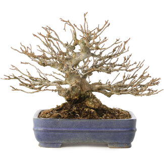 Acer buergerianum, 16 cm, ± 25 jaar oud