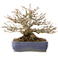 Acer buergerianum, 16 cm, ± 25 años