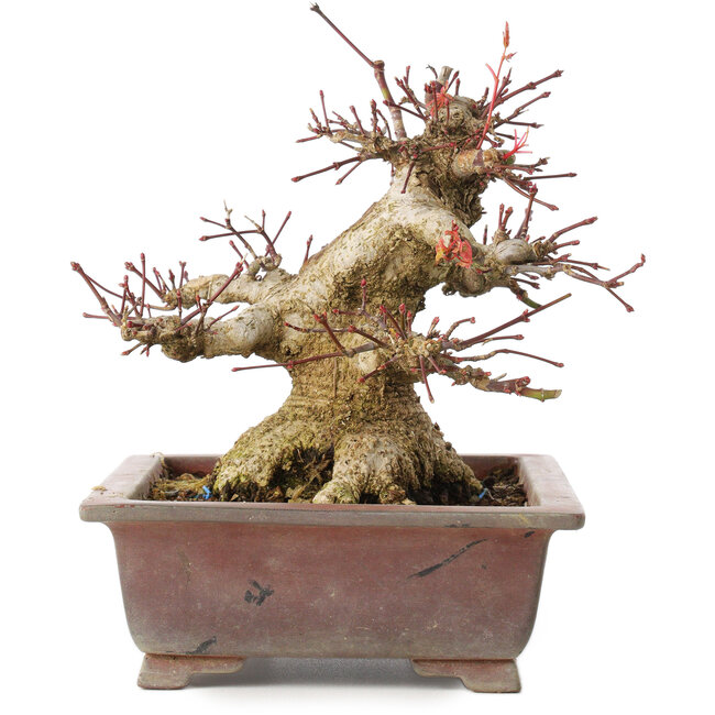 Acer palmatum, 15,5 cm, ± 20 anni