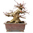 Acer palmatum, 15,5 cm, ± 20 Jahre alt