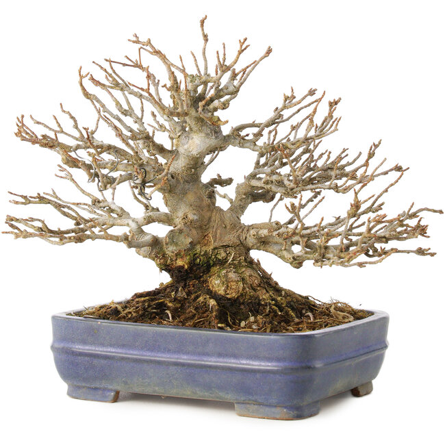 Acer buergerianum, 16 cm, ± 25 anni