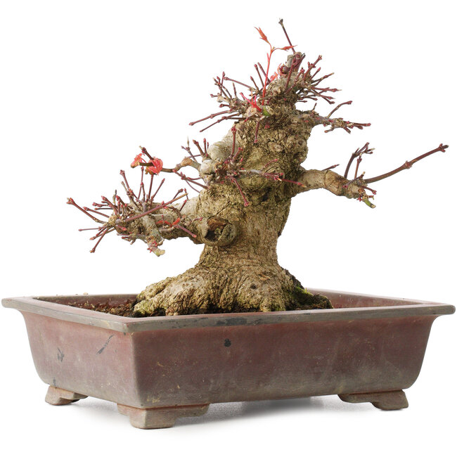 Acer palmatum, 15,5 cm, ± 20 anni