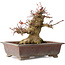 Acer palmatum, 15,5 cm, ± 20 years old