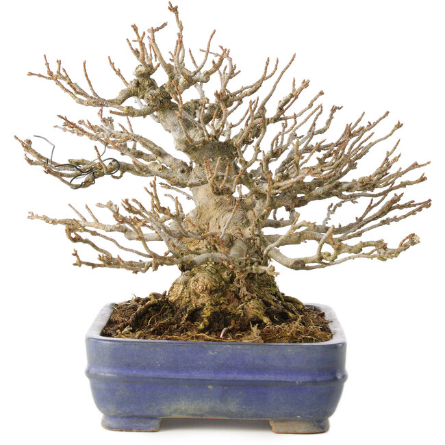 Acer buergerianum, 16 cm, ± 25 years old