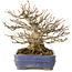 Acer buergerianum, 16 cm, ± 25 años