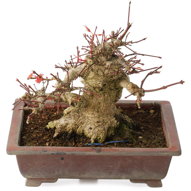 Acer palmatum, 15,5 cm, ± 20 jaar oud