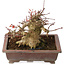 Acer palmatum, 15,5 cm, ± 20 years old