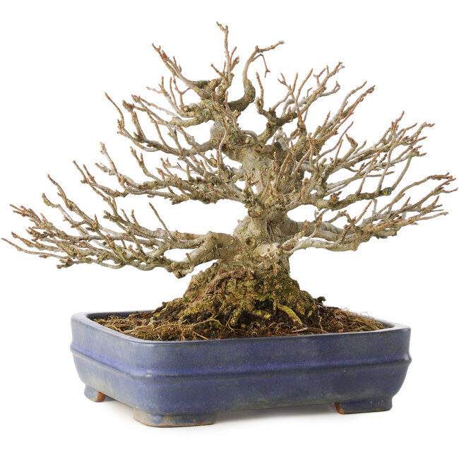 Acer buergerianum, 16 cm, ± 25 ans