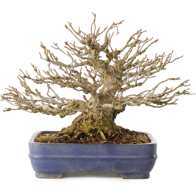 Acer buergerianum, 16 cm, ± 25 years old