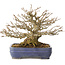 Acer buergerianum, 16 cm, ± 25 Jahre alt