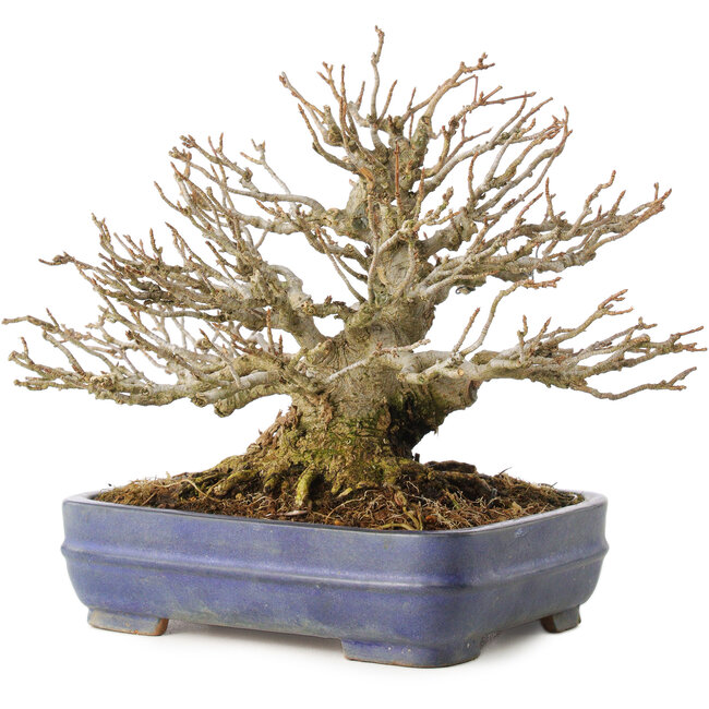 Acer buergerianum, 16 cm, ± 25 ans