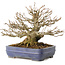 Acer buergerianum, 16 cm, ± 25 Jahre alt