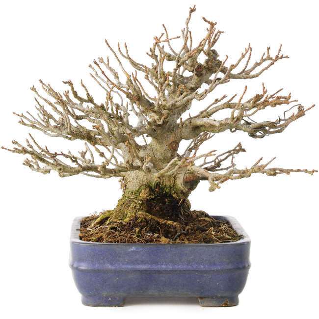 Acer buergerianum, 16 cm, ± 25 years old