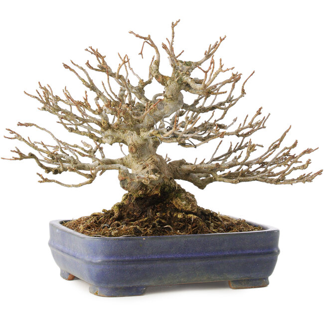 Acer buergerianum, 16 cm, ± 25 years old