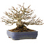 Acer buergerianum, 16 cm, ± 25 años