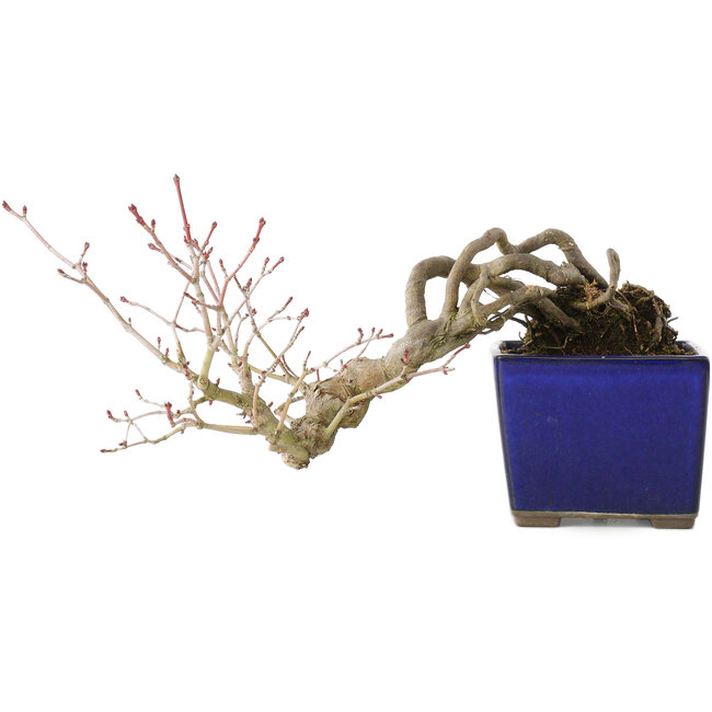 Acer palmatum, 16 cm, ± 20 years old