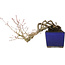 Acer palmatum, 16 cm, ± 20 Jahre alt