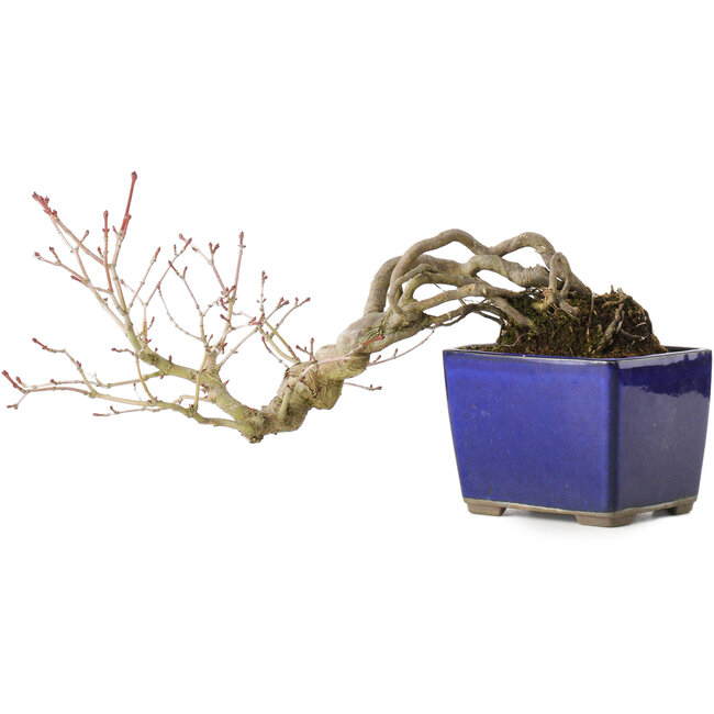 Acer palmatum, 16 cm, ± 20 years old