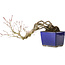 Acer palmatum, 16 cm, ± 20 Jahre alt