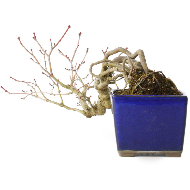 Acer palmatum, 16 cm, ± 20 jaar oud