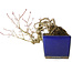 Acer palmatum, 16 cm, ± 20 anni