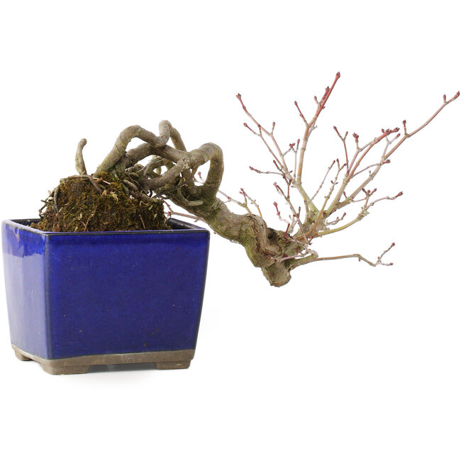 Acer palmatum, 16 cm, ± 20 años