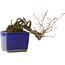 Acer palmatum, 16 cm, ± 20 Jahre alt