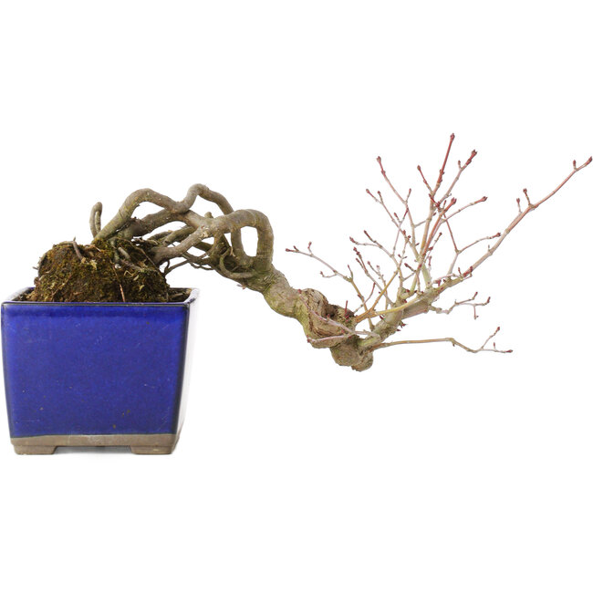 Acer palmatum, 16 cm, ± 20 ans