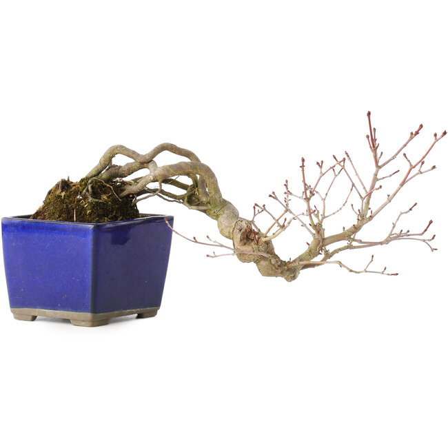 Acer palmatum, 16 cm, ± 20 ans