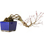 Acer palmatum, 16 cm, ± 20 years old