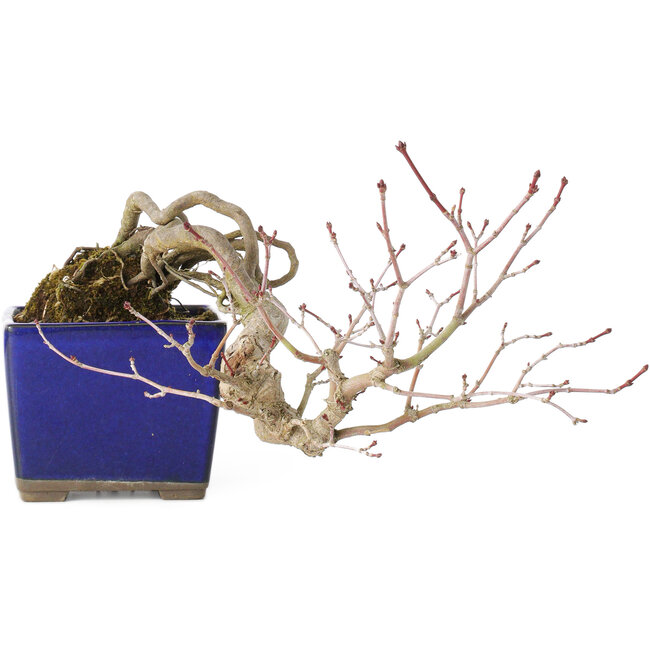 Acer palmatum, 16 cm, ± 20 jaar oud