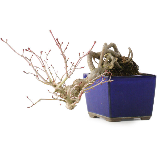 Acer palmatum, 16 cm, ± 20 años