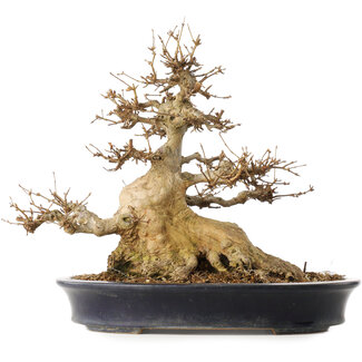Reiho Acer buergerianum, 31,5 cm, ± 30 jaar oud