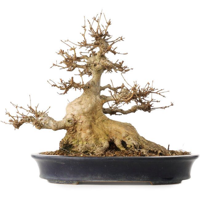 Acer buergerianum, 31,5 cm, ± 30 ans, dans un pot japonais fait main par Reiho avec une fissure sur un côté