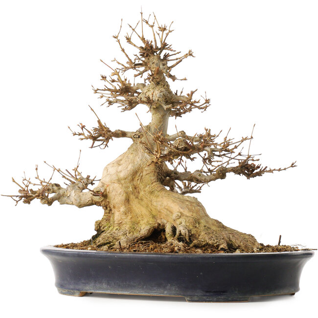 Acer buergerianum, 31,5 cm, ± 30 años, en una maceta japonesa hecha a mano por Reiho con una grieta en un lado