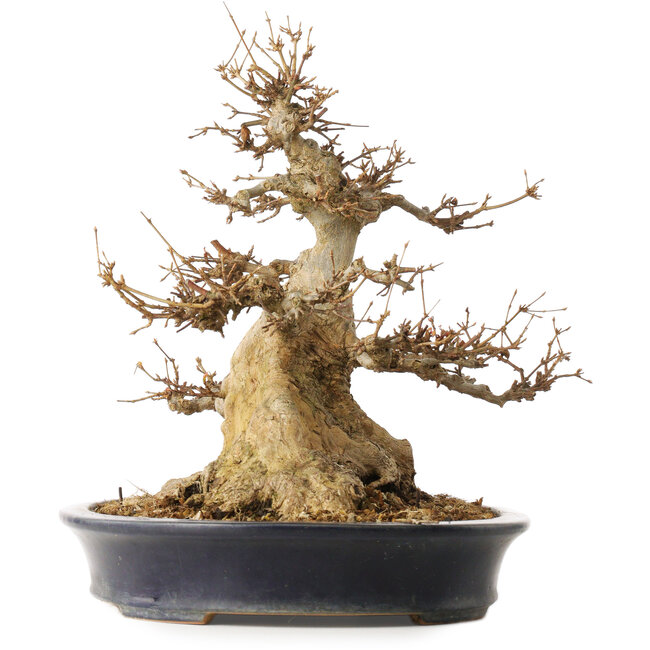 Acer buergerianum, 31,5 cm, ± 30 Jahre alt, in einem handgefertigten japanischen Topf von Reiho mit einem Riss auf einer Seite