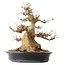 Acer buergerianum, 31,5 cm, ± 30 ans, dans un pot japonais fait main par Reiho avec une fissure sur un côté