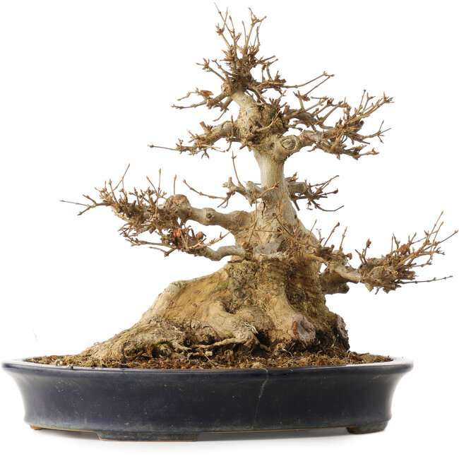 Acer buergerianum, 31,5 cm, ± 30 Jahre alt, in einem handgefertigten japanischen Topf von Reiho mit einem Riss auf einer Seite