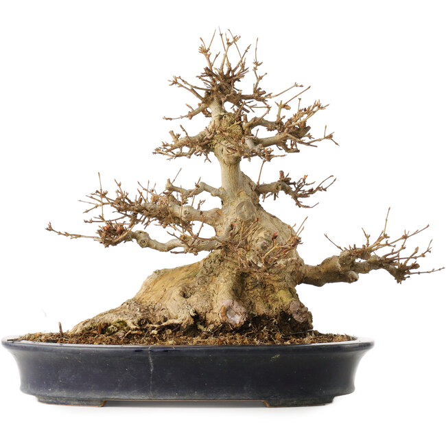 Acer buergerianum, 31,5 cm, ± 30 Jahre alt, in einem handgefertigten japanischen Topf von Reiho mit einem Riss auf einer Seite