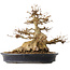 Acer buergerianum, 31,5 cm, ± 30 ans, dans un pot japonais fait main par Reiho avec une fissure sur un côté
