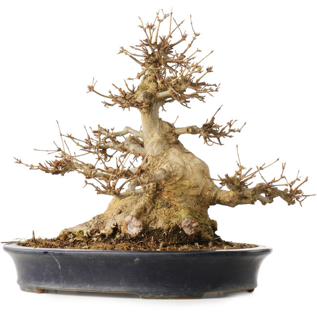 Acer buergerianum, 31,5 cm, ± 30 años, en una maceta japonesa hecha a mano por Reiho con una grieta en un lado