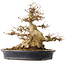 Acer buergerianum, 31,5 cm, ± 30 ans, dans un pot japonais fait main par Reiho avec une fissure sur un côté