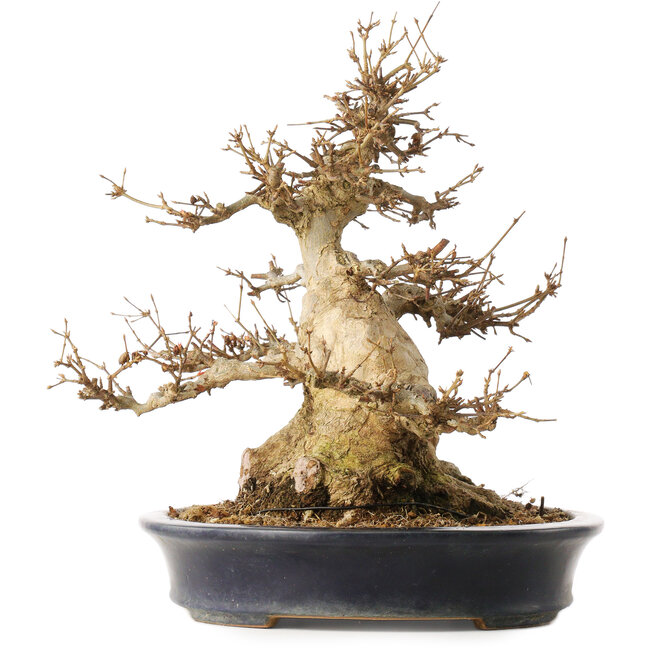 Acer buergerianum, 31,5 cm, ± 30 años, en una maceta japonesa hecha a mano por Reiho con una grieta en un lado