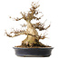 Acer buergerianum, 31,5 cm, ± 30 ans, dans un pot japonais fait main par Reiho avec une fissure sur un côté